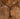 1” Breast Collar Chocolate & Light Brown Floral w/ Silver Hardware